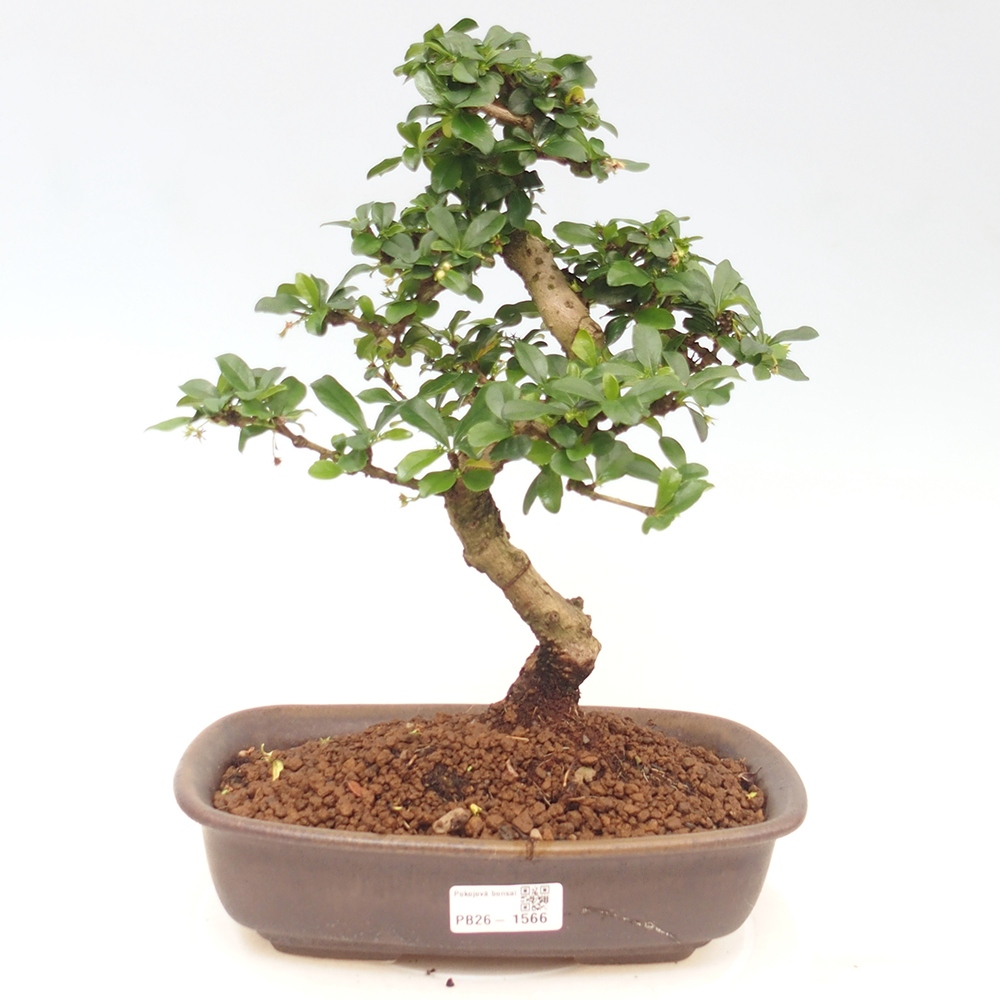 Izbové bonsaje - Carmona macrophylla - Tea fuki