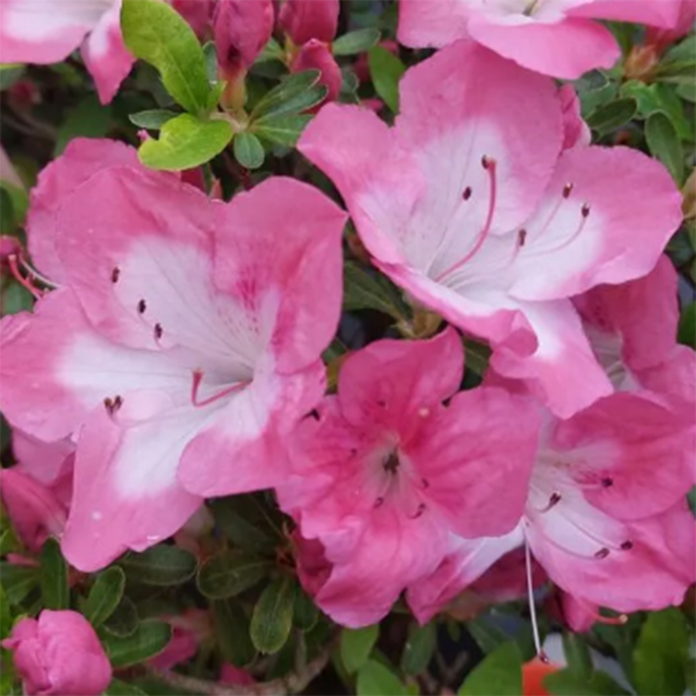 Vonkajšie bonsaje - Japonské azalky - Azalea Shunen