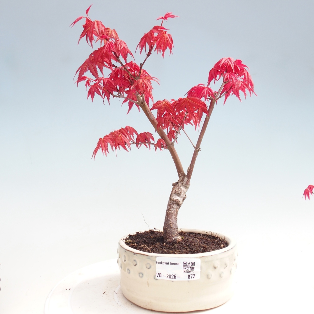 Vonkajší bonsaj - Acer palmatum DESHOJO