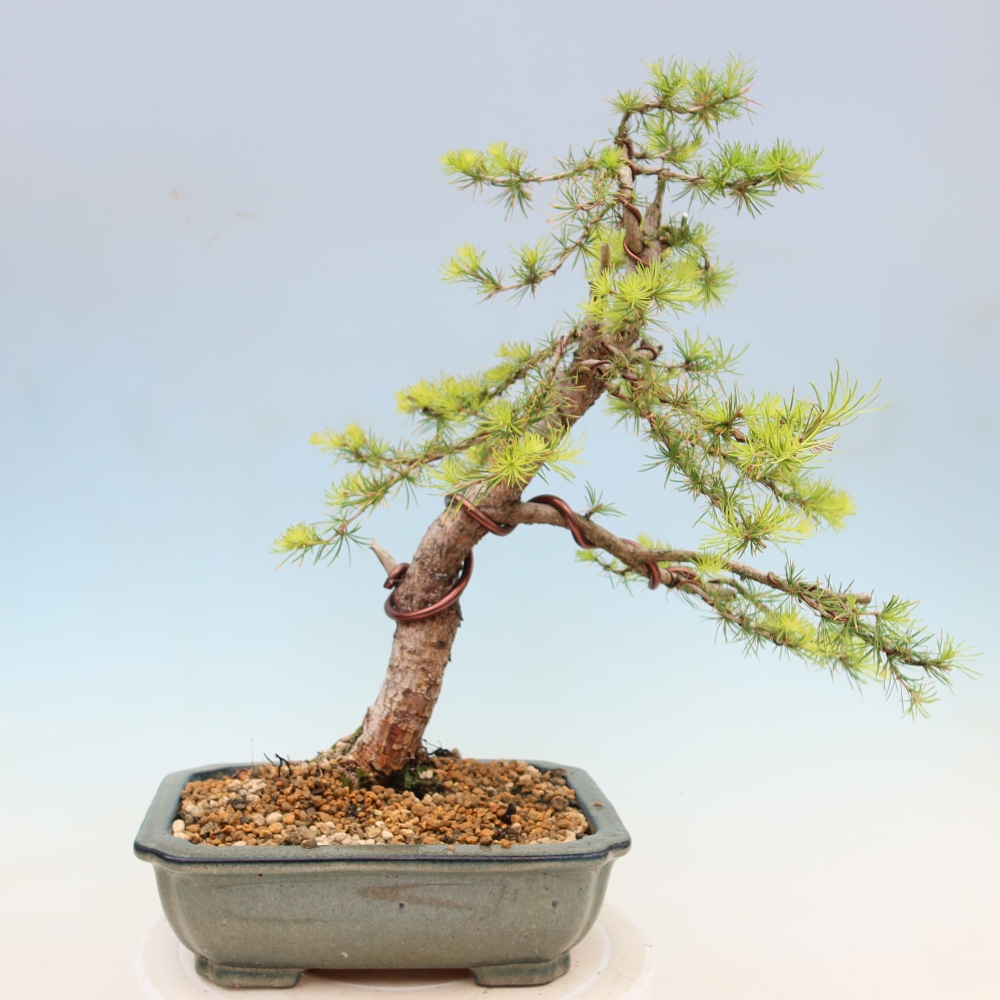 Vonkajšie bonsaje -Larix decidua - Smrekovec