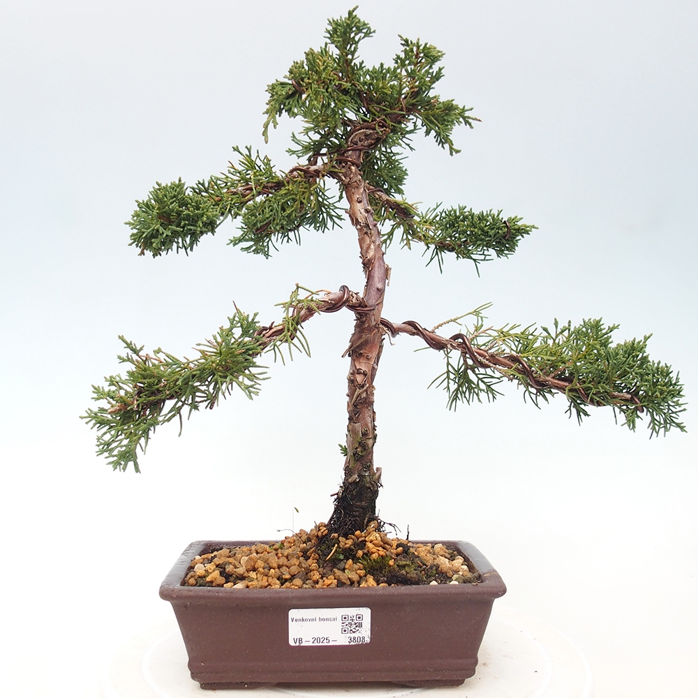 Vonkajší bonsaj - Juniperus chinensis Kishu