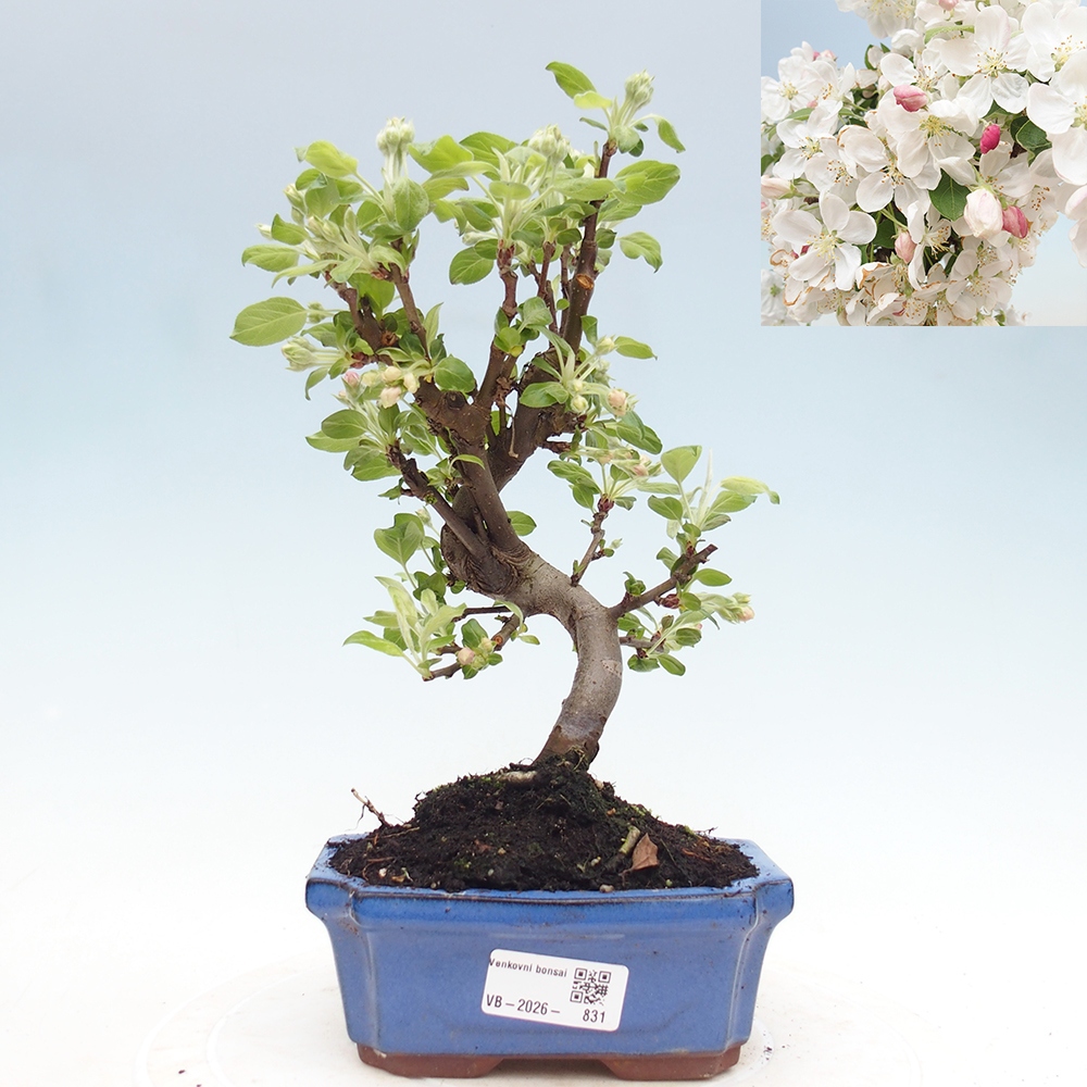 Vonkajšia bonsaj -Malus halliana - Malokvetá jabloň