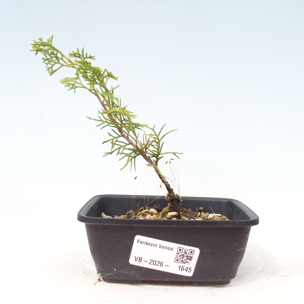 Vonkajší bonsaj - Juniperus chinensis Itoigawa