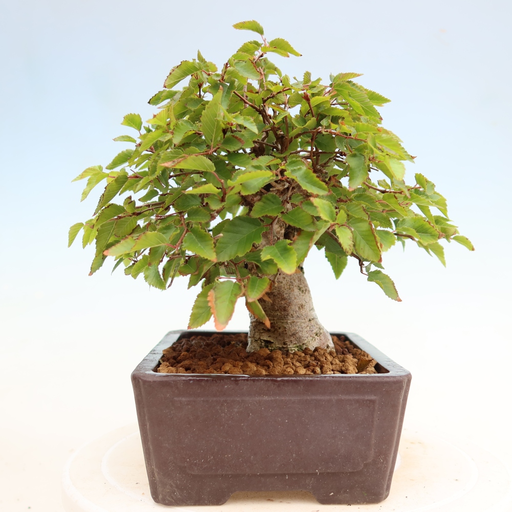 Vonkajší bonsaj -Carpinus coreana - Hrab kórejský