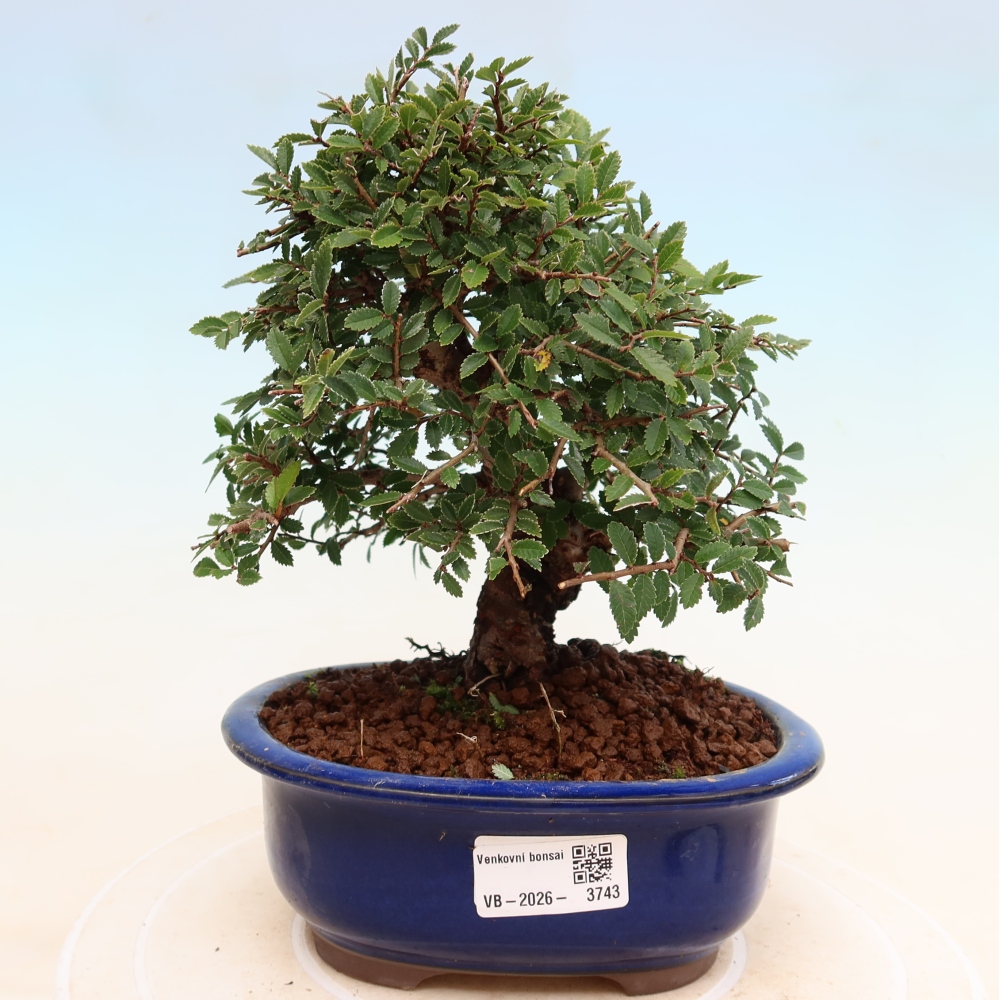 Vonkajšie bonsaje - Zelkova - Zelkova NIRE