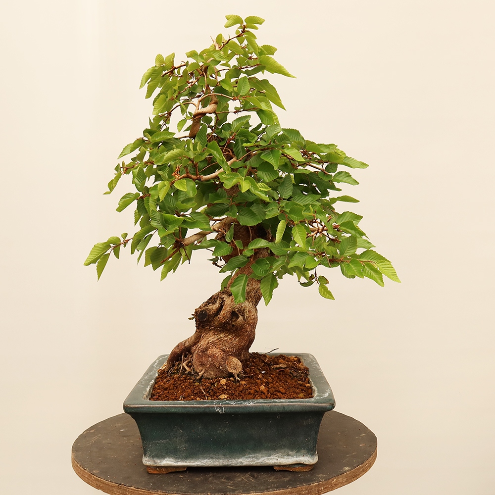 Vonkajší bonsai -Carpinus Coreana - Hrab kórejský