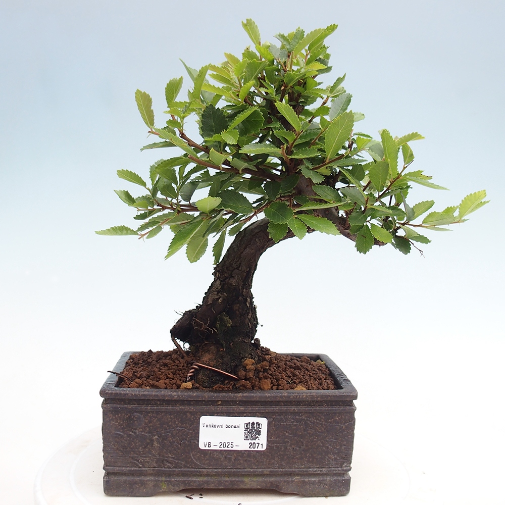 Vonkajšie bonsai - Zelkova - Zelkova Nirom