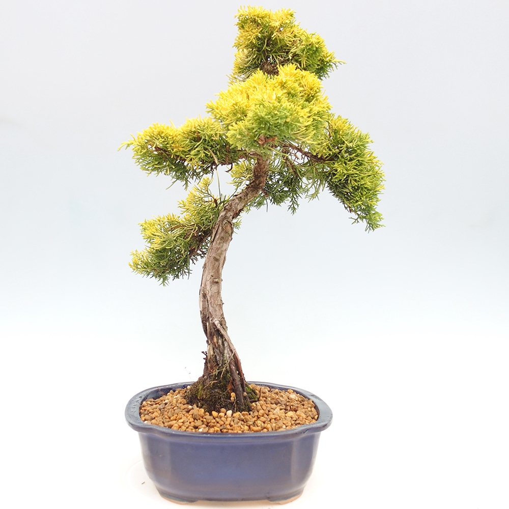 Vonkajší bonsai - Juniperus chinensis plumosa aurea - Borievka čínska zlatá
