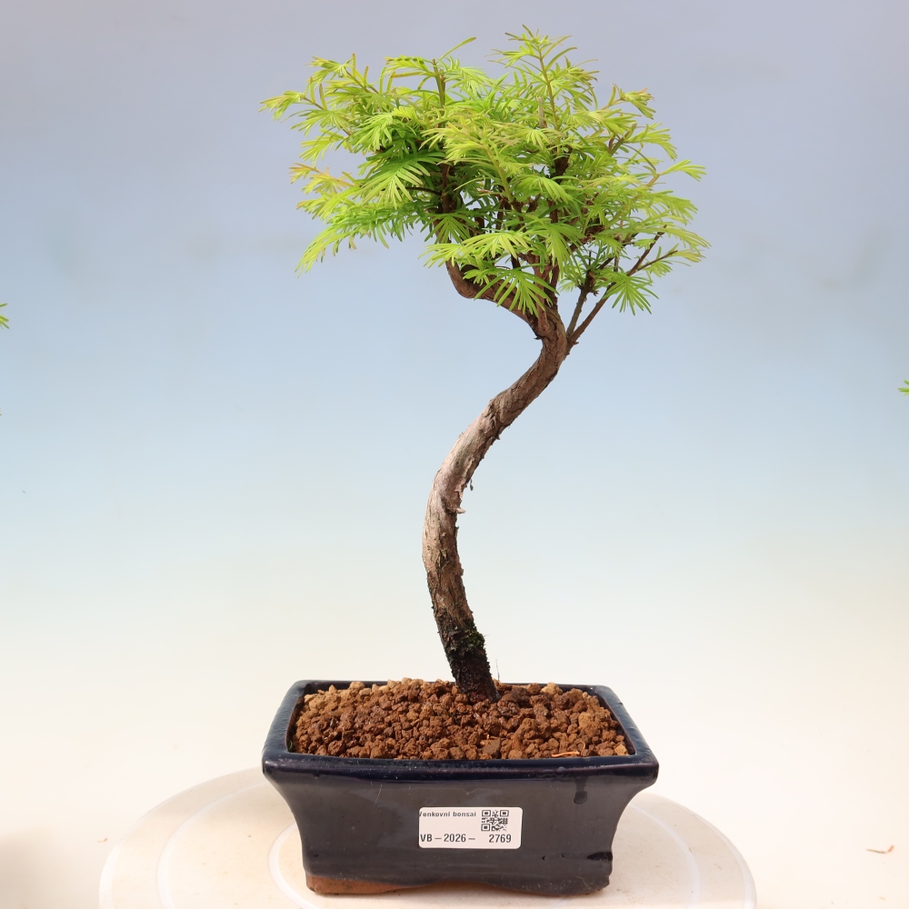 Vonkajšie bonsaje - Metasequoia glyptostroboides - čínska metasekvoja
