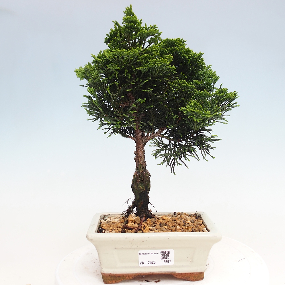Vonkajšie bonsai - Cham.pis obtusa Nana Gracilis - Cypruštek