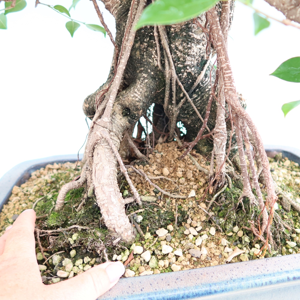 Izbové bonsaje - Ficus kimmen - drobnolistý fikus