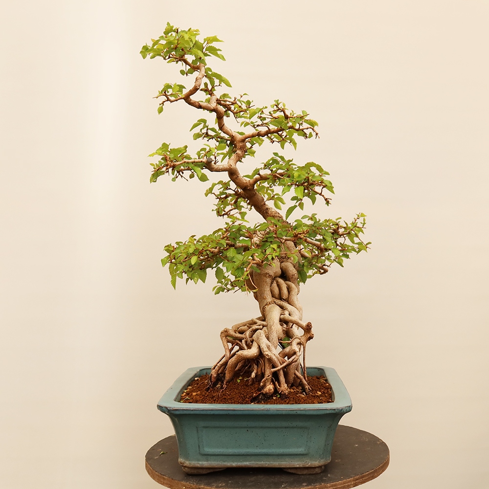 Vonkajší bonsai -Carpinus Coreana - Hrab kórejský
