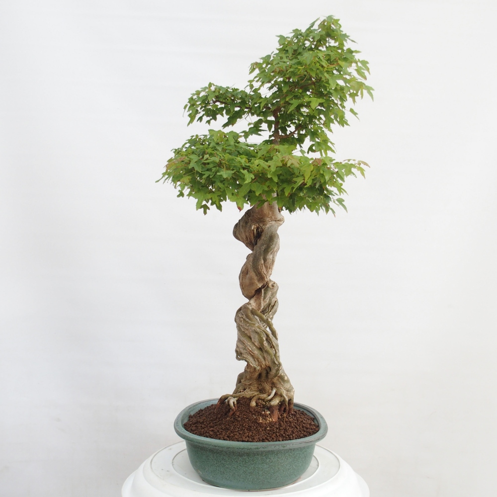 Vonkajšie bonsai - Javor Buergerianum - Javor Burgerův