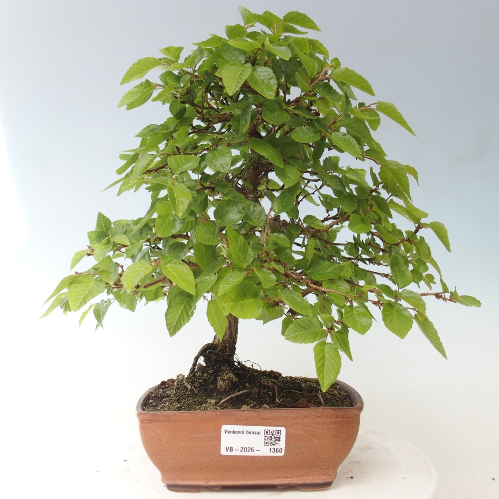 Vonkajšie bonsaje -Carpinus CARPINOIDES - Hrab kórejský