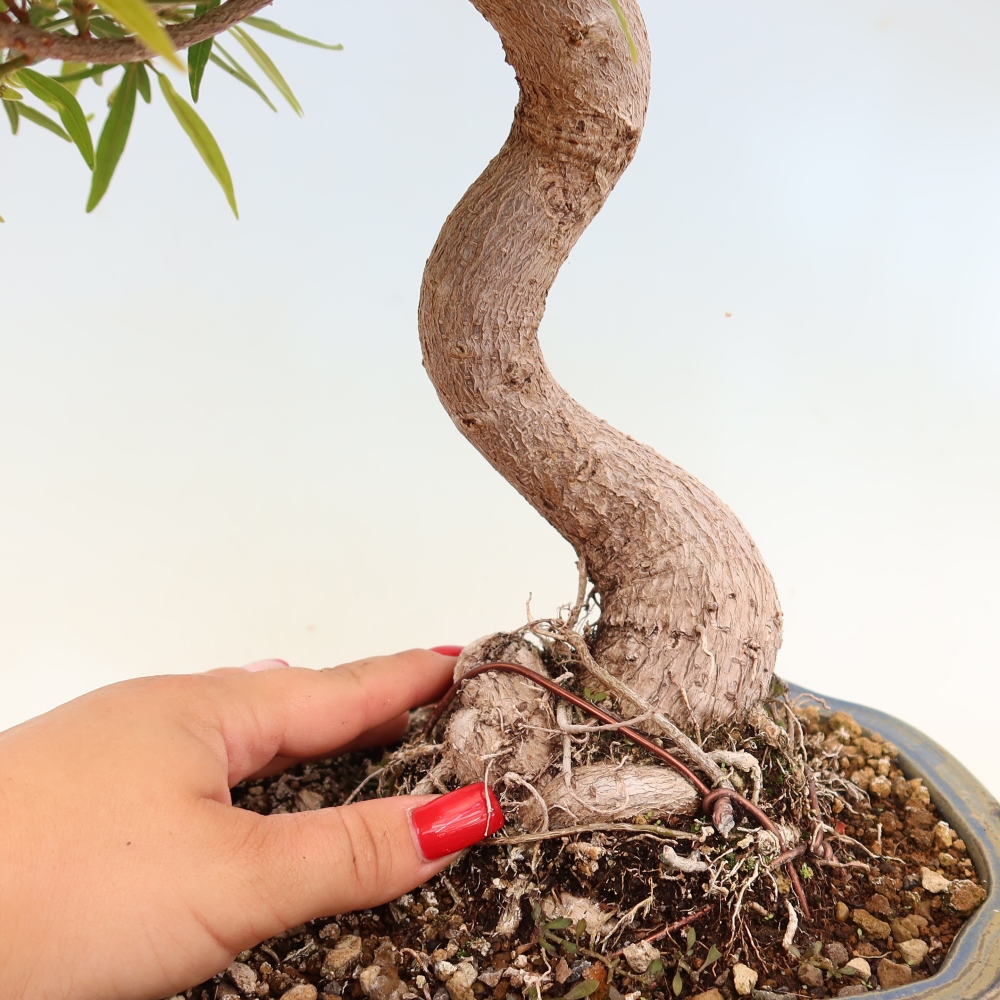 Izbové bonsaje - Ficus nerifolia - fíkus drobnolistý