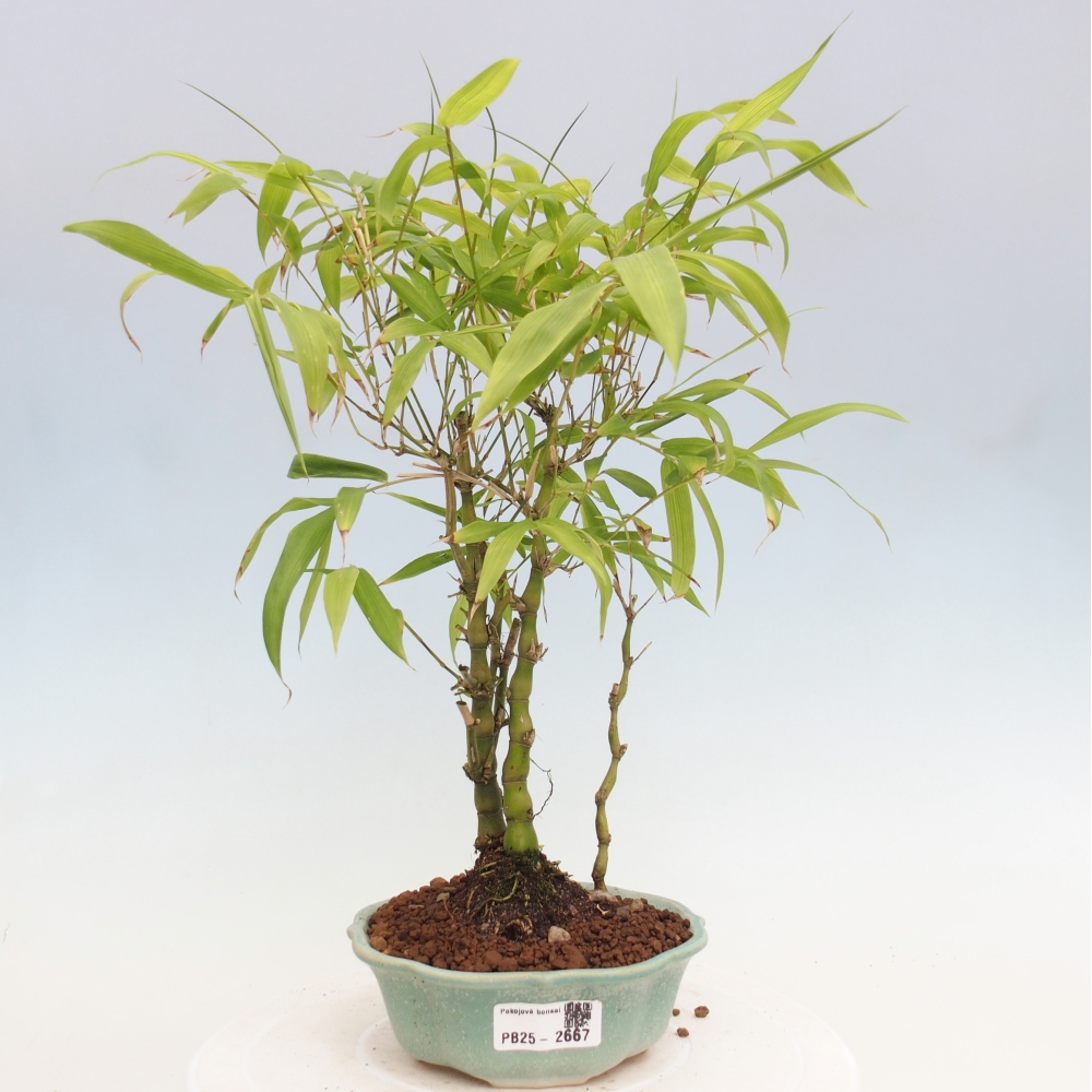 Izbová bonsai - Bambus budha-Bambus budhovo brucho