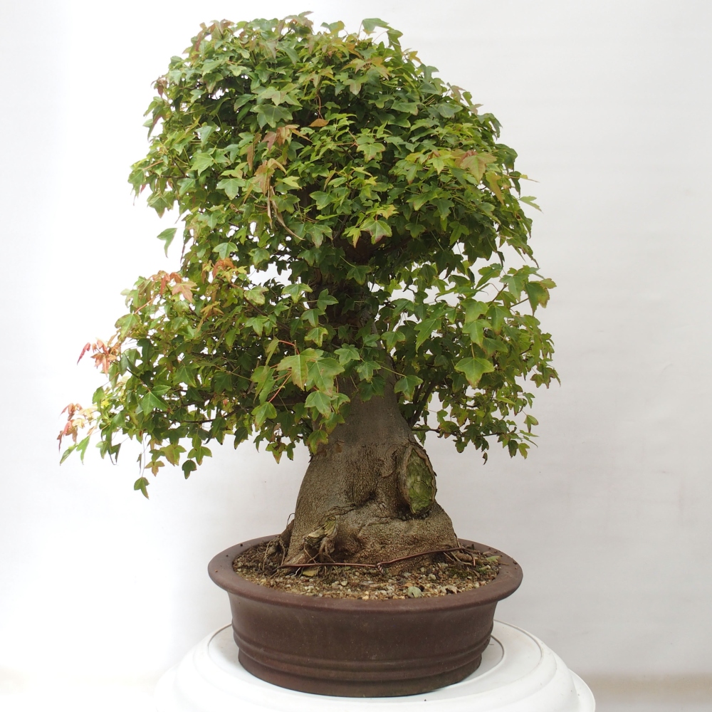 Vonkajšie bonsai - Javor Buergerianum - Javor Burgerův
