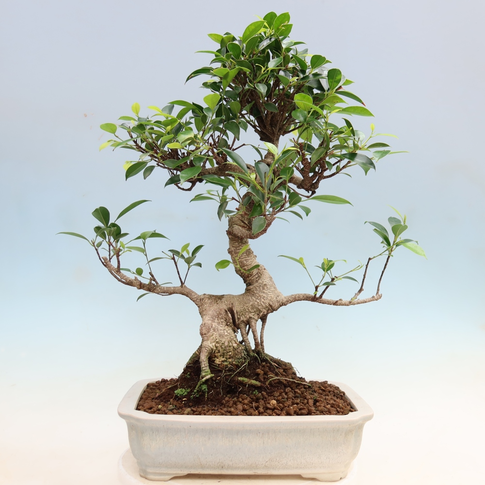 Izbové bonsaje - Ficus kimmen - drobnolistý fikus