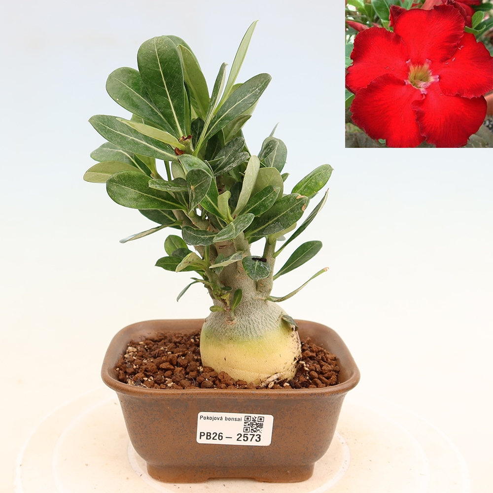 Izba bonsai – Adenium obesum Red Star – Púštna ruža