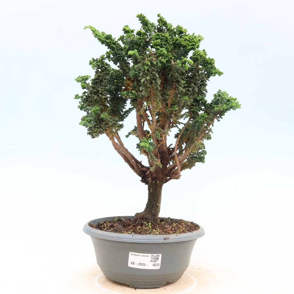 Vonkajší bonsaj - Cham. obtusa SEKKA HINOKI - Cypruštek