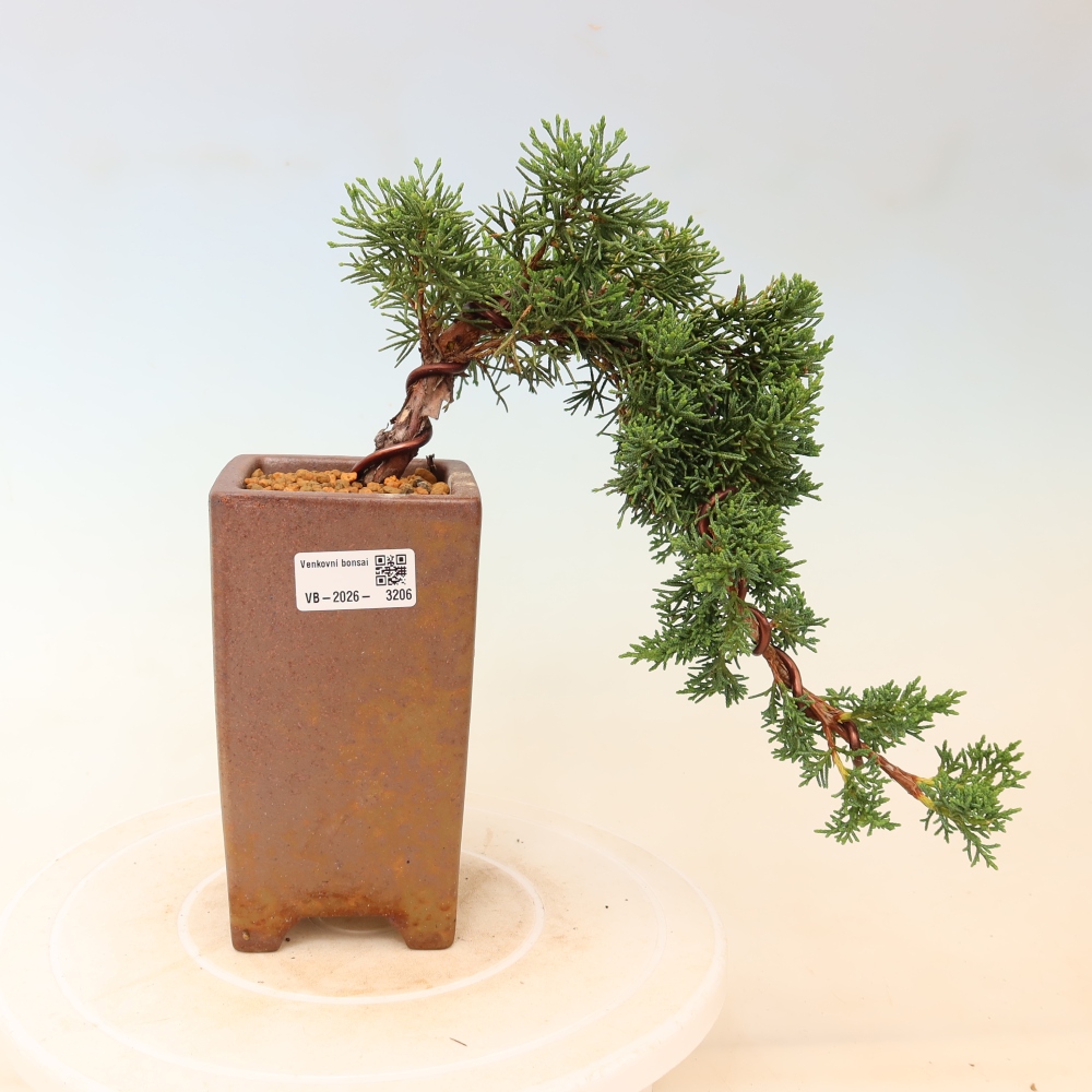 Vonkajší bonsaj - Juniperus chinensis Kishu