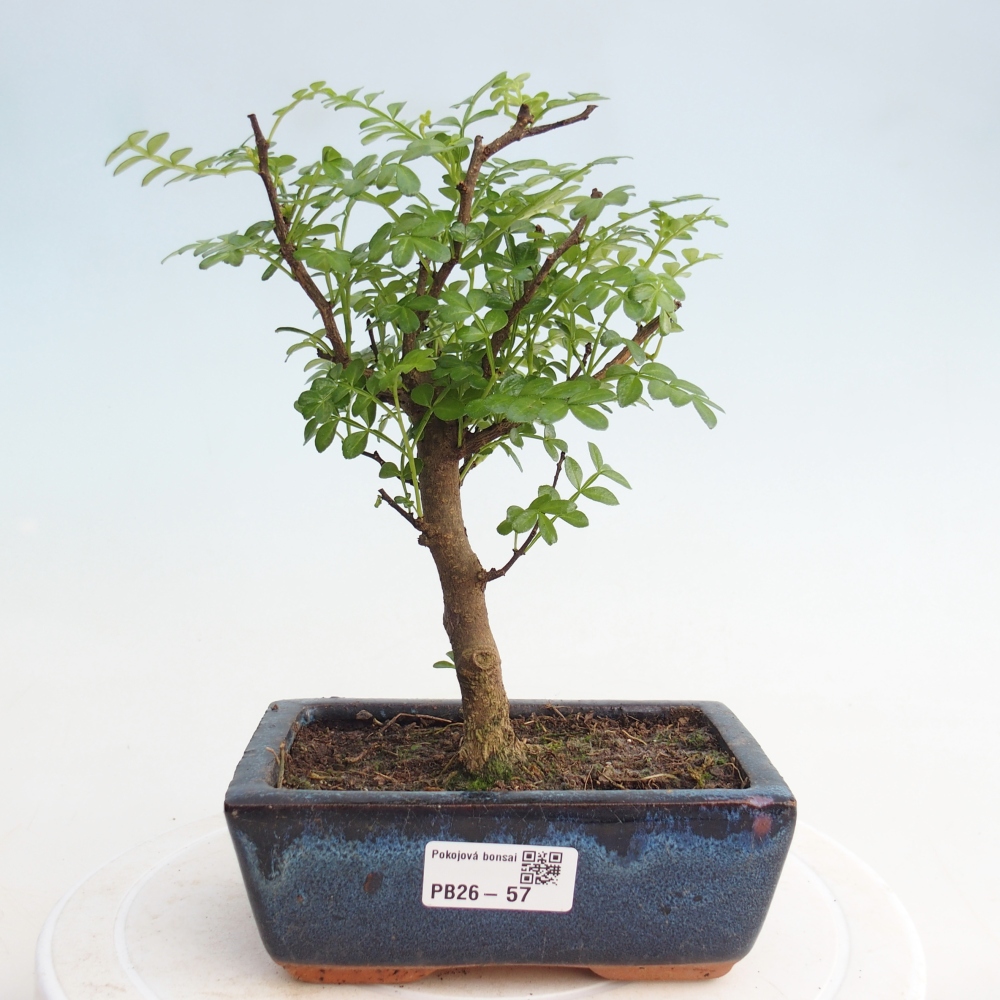 Izbová bonsai - Zantoxylum piperitum - piepor