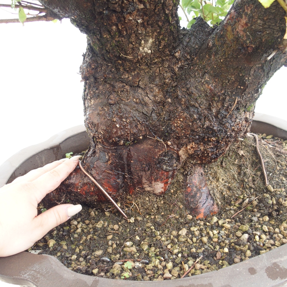 Vonkajšie bonsai - Mahalebka - Prunus mahalieb