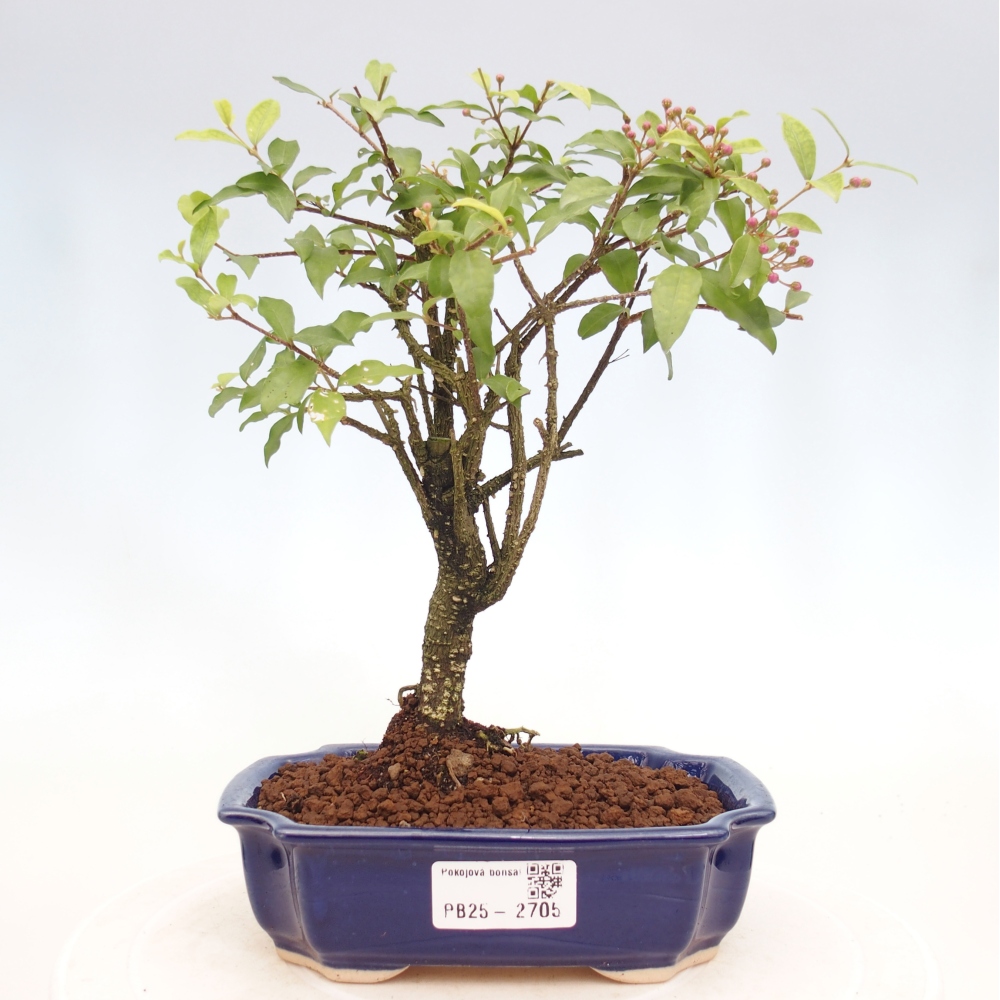 Izbová bonsai - Malpighia coccigera- Barbdorská čerešňa