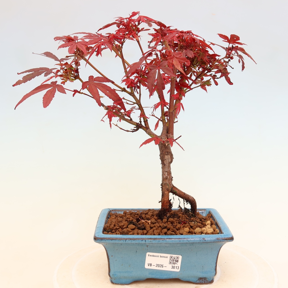 Vonkajší bonsai – javor dlaňolistý – Acer palmatum Berry Broom 