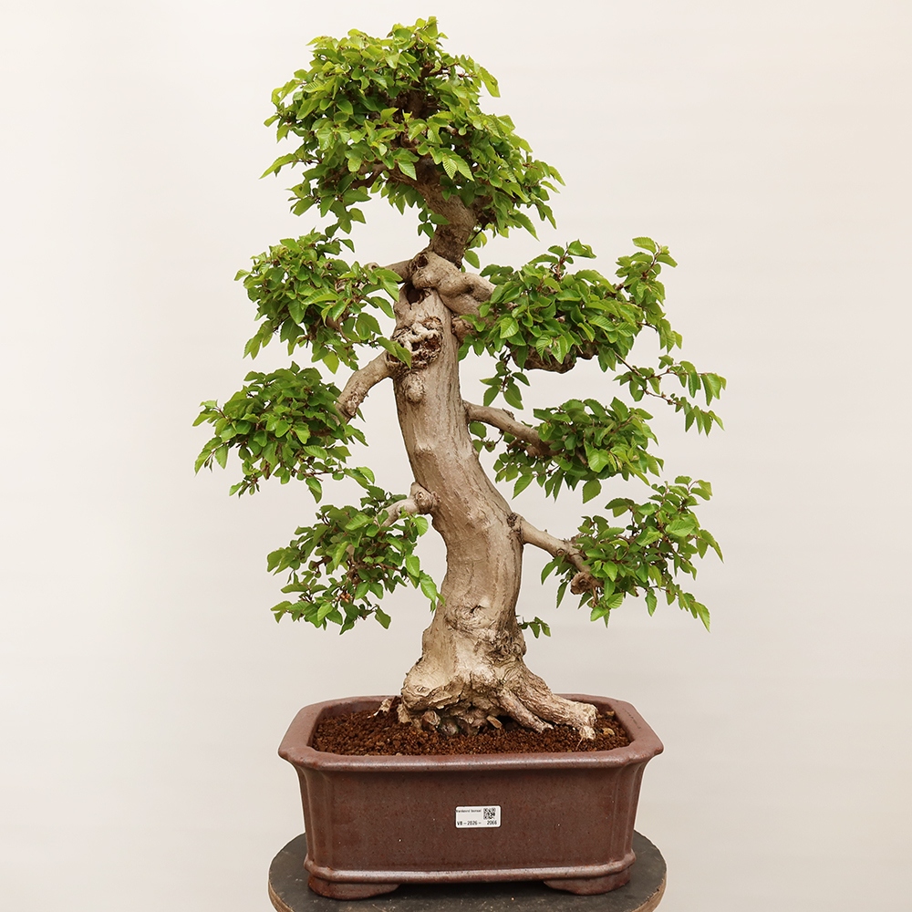 Vonkajší bonsai -Carpinus Coreana - Hrab kórejský
