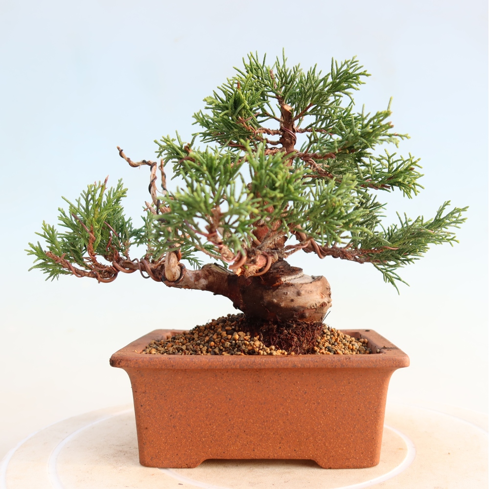 Vonkajší bonsai - Juniperus chinensis Itoigawa -Jalovec čínsky