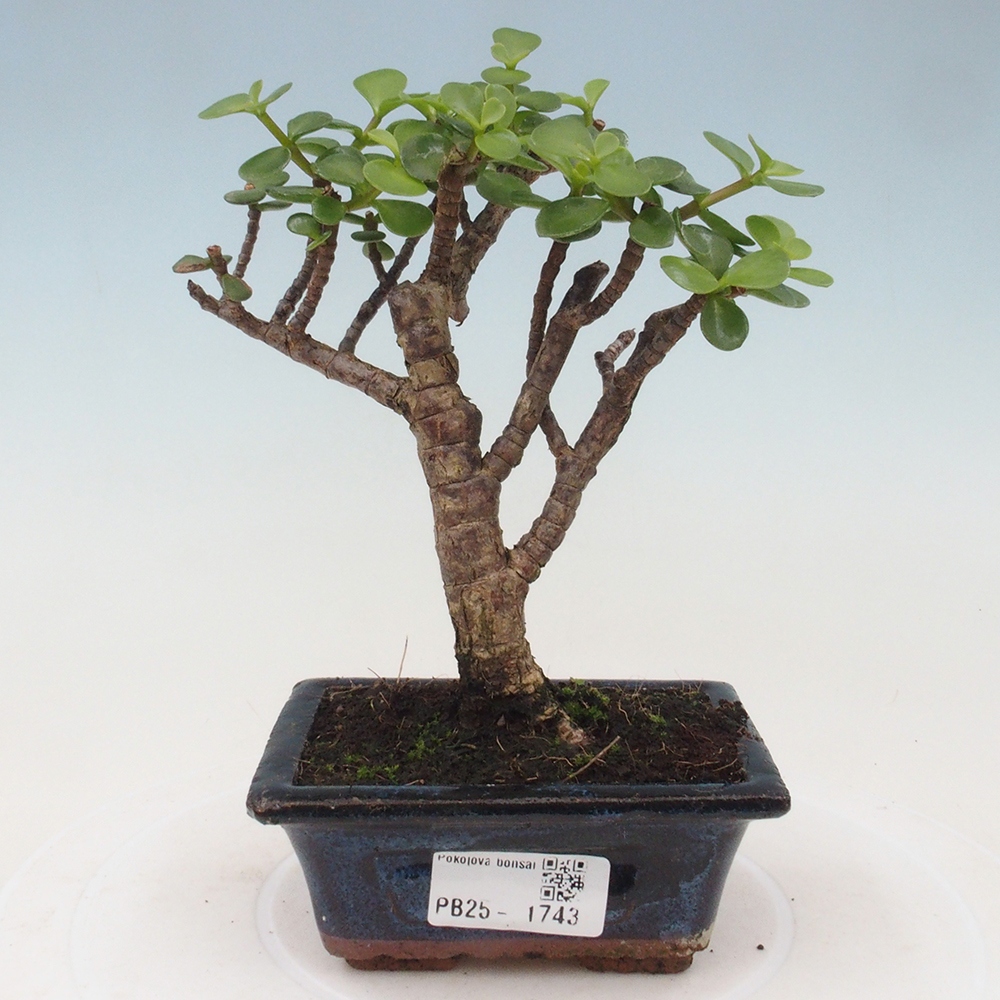 Izbová bonsai - Portulakaria Afra - Tlustice