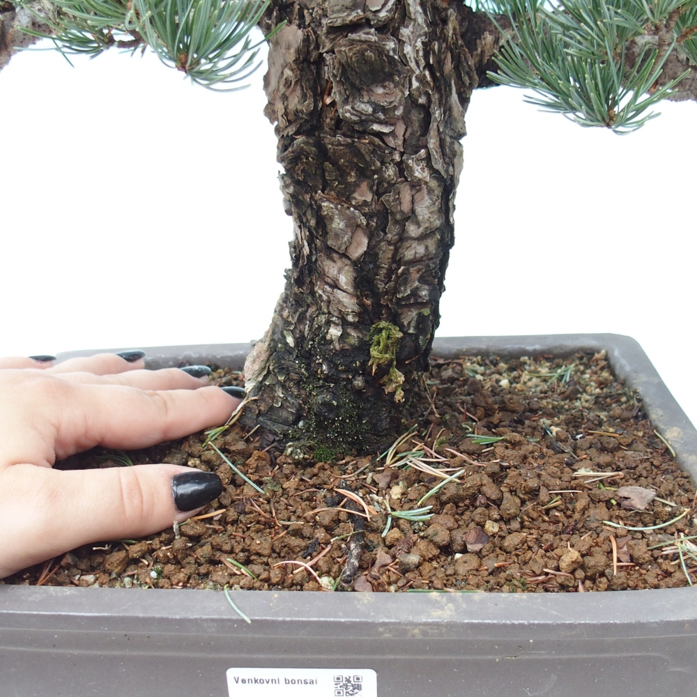 Vonkajšie bonsai - Pinus parviflora - Borovica drobnokvetá