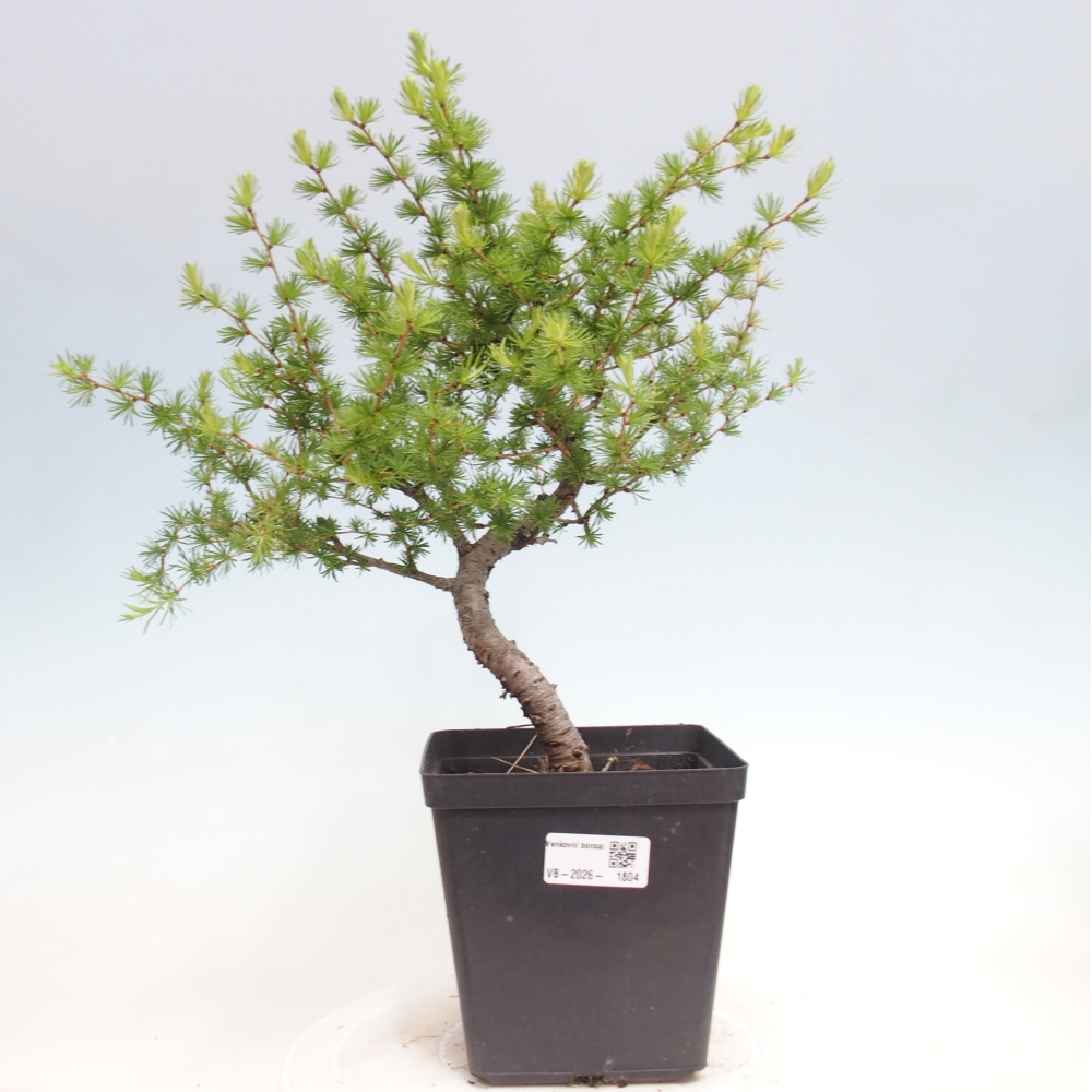 Vonkajšie bonsaje -Larix decidua - Smrekovec
