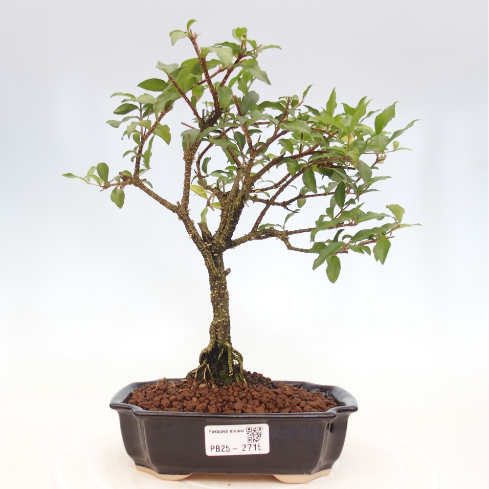 Izbová bonsai - Malpighia coccigera- Barbdorská čerešňa