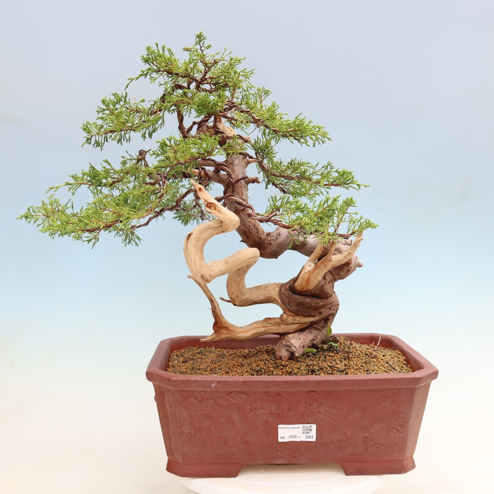 Vonkajší bonsai – Juniperus chinensis Itoigawa – čínsky jalovec