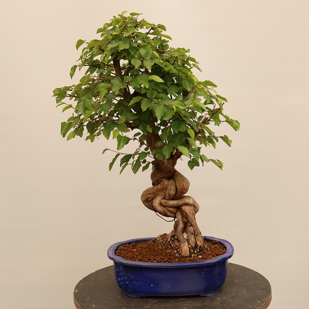 Vonkajší bonsai -Carpinus Coreana - Hrab kórejský