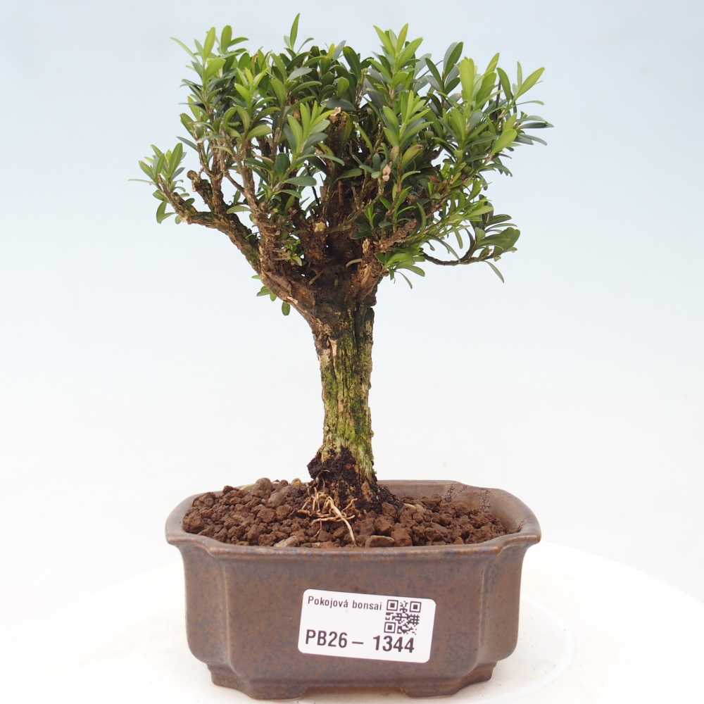 Izbové bonsaje - Buxus harlandii - korkový buxus