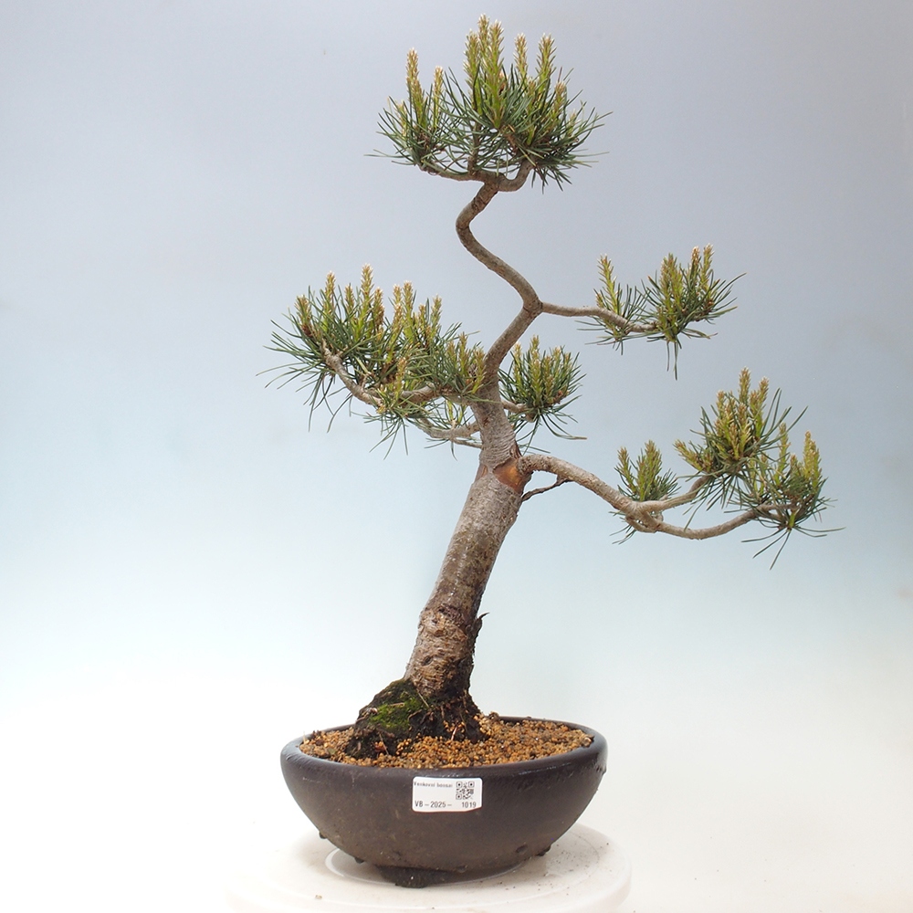 Vonkajšie bonsai - Pinus Sylvestris - Borovica lesná
