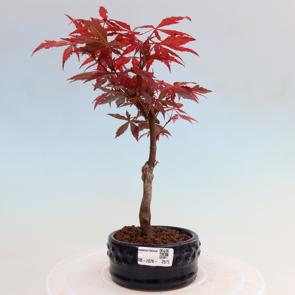 Vonkajšia bonsaj - palma Acer. Atropurpureum-Javor palmový