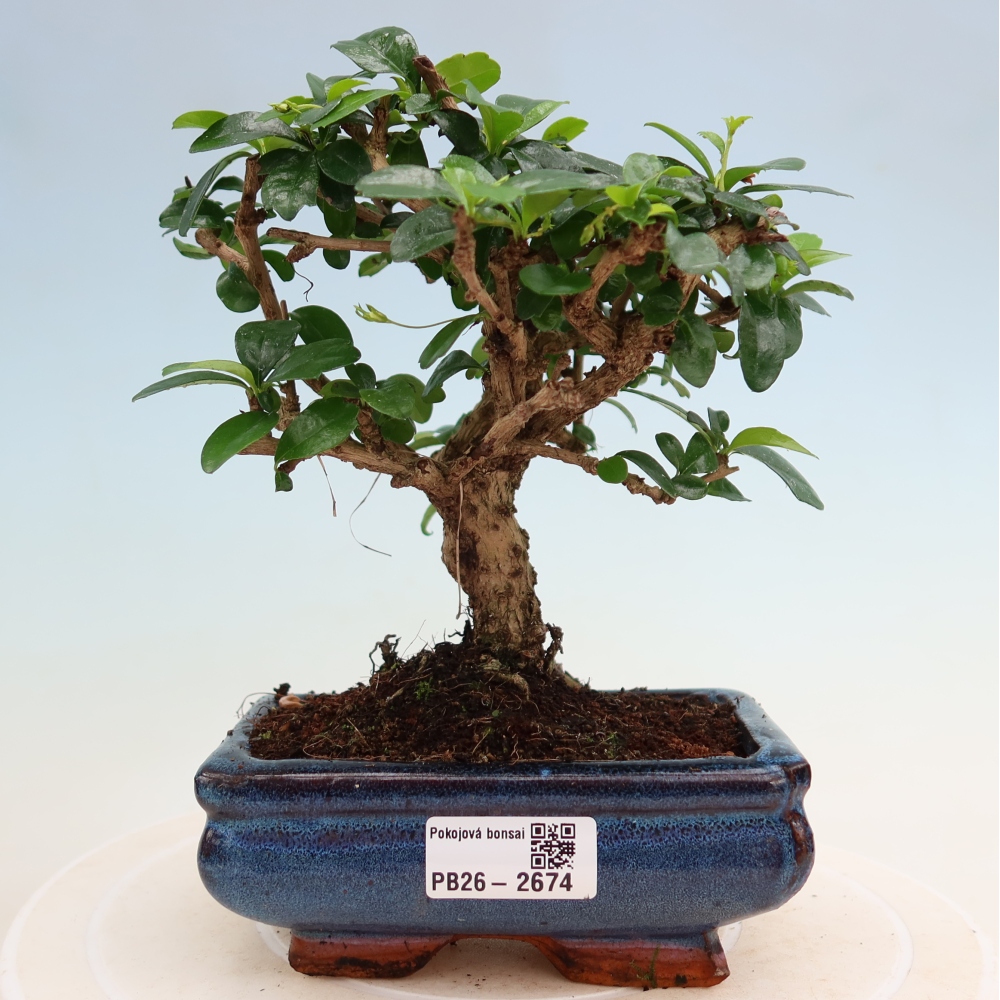 Izbové bonsaje - Carmona macrophylla - Tea fuki