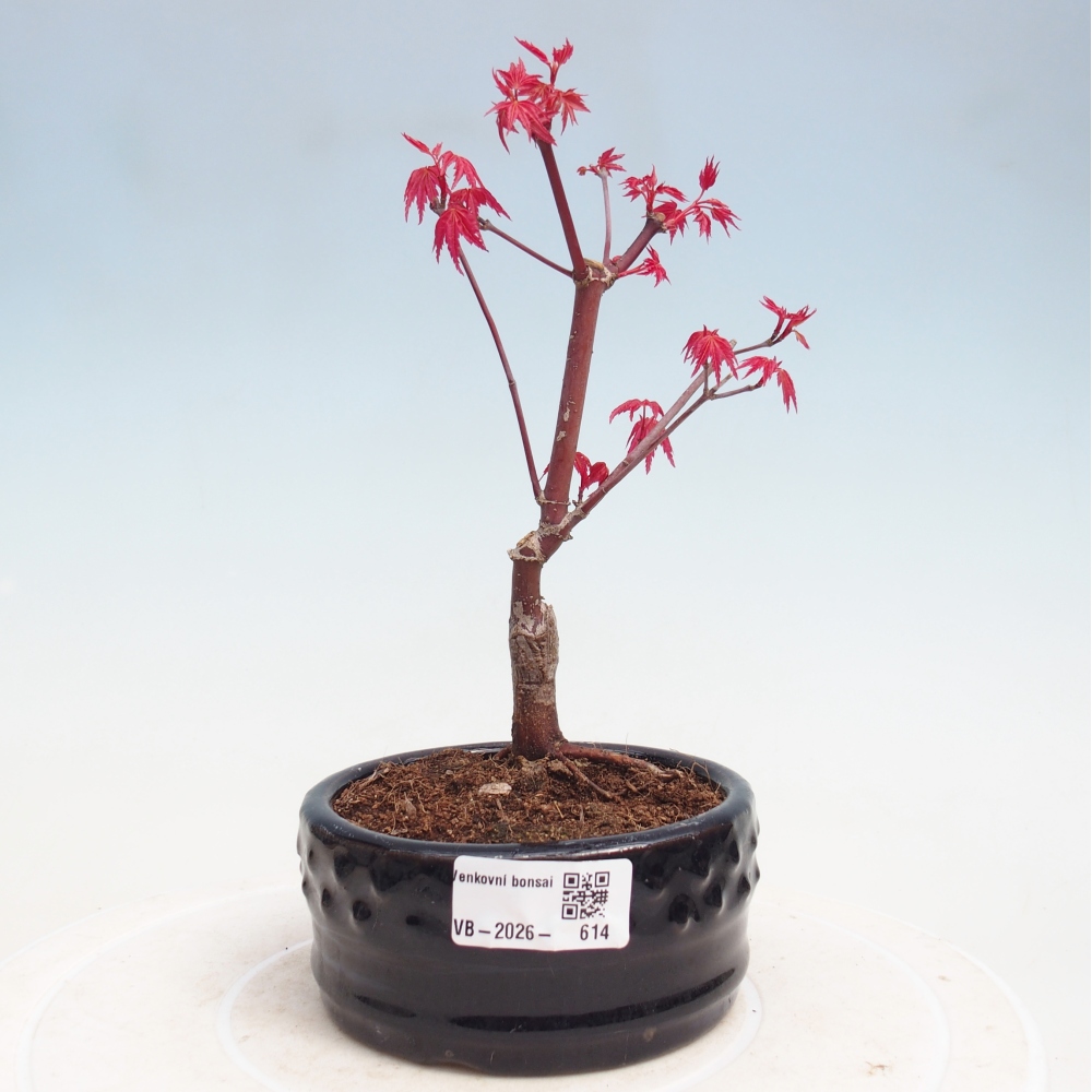 Vonkajší bonsaj - Acer palmatum DESHOJO