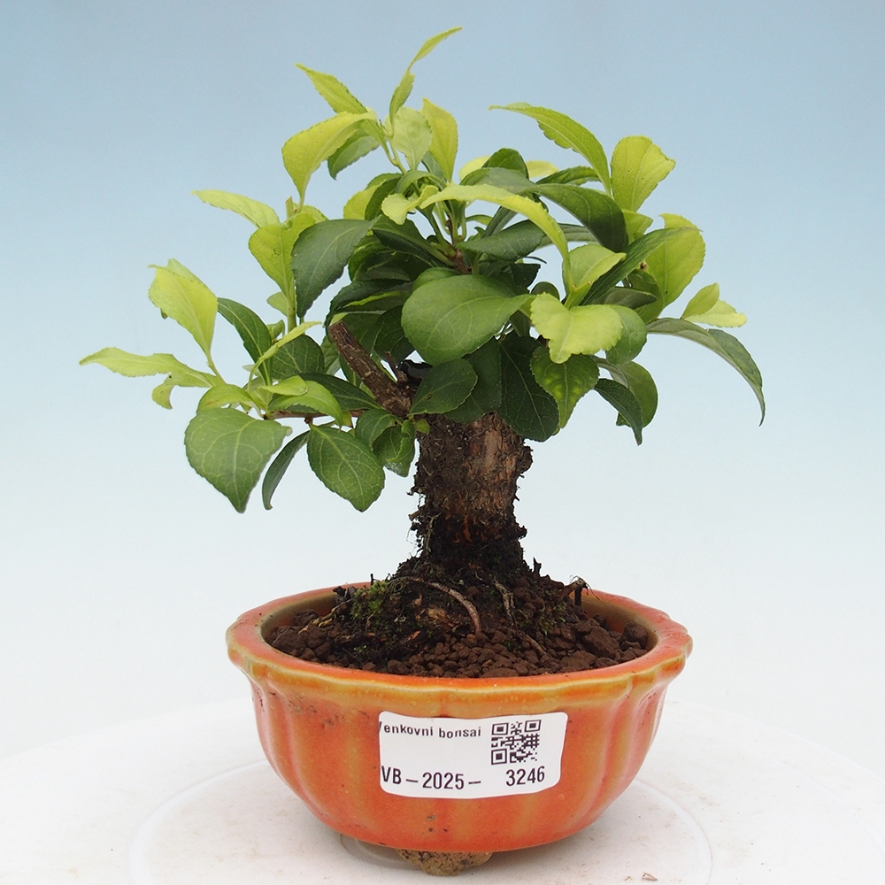 Vonkajšie bonsai - Celastrus Jesenec
