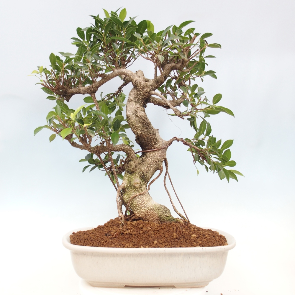 Izbový bonsaj - Ficus kimmen - drobnolistý fikus - len osobný odber alebo preprava na paletách