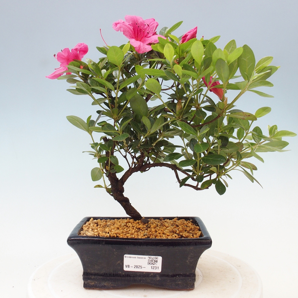 Vonkajší bonsai - Japonská azalka - Azalea sp.