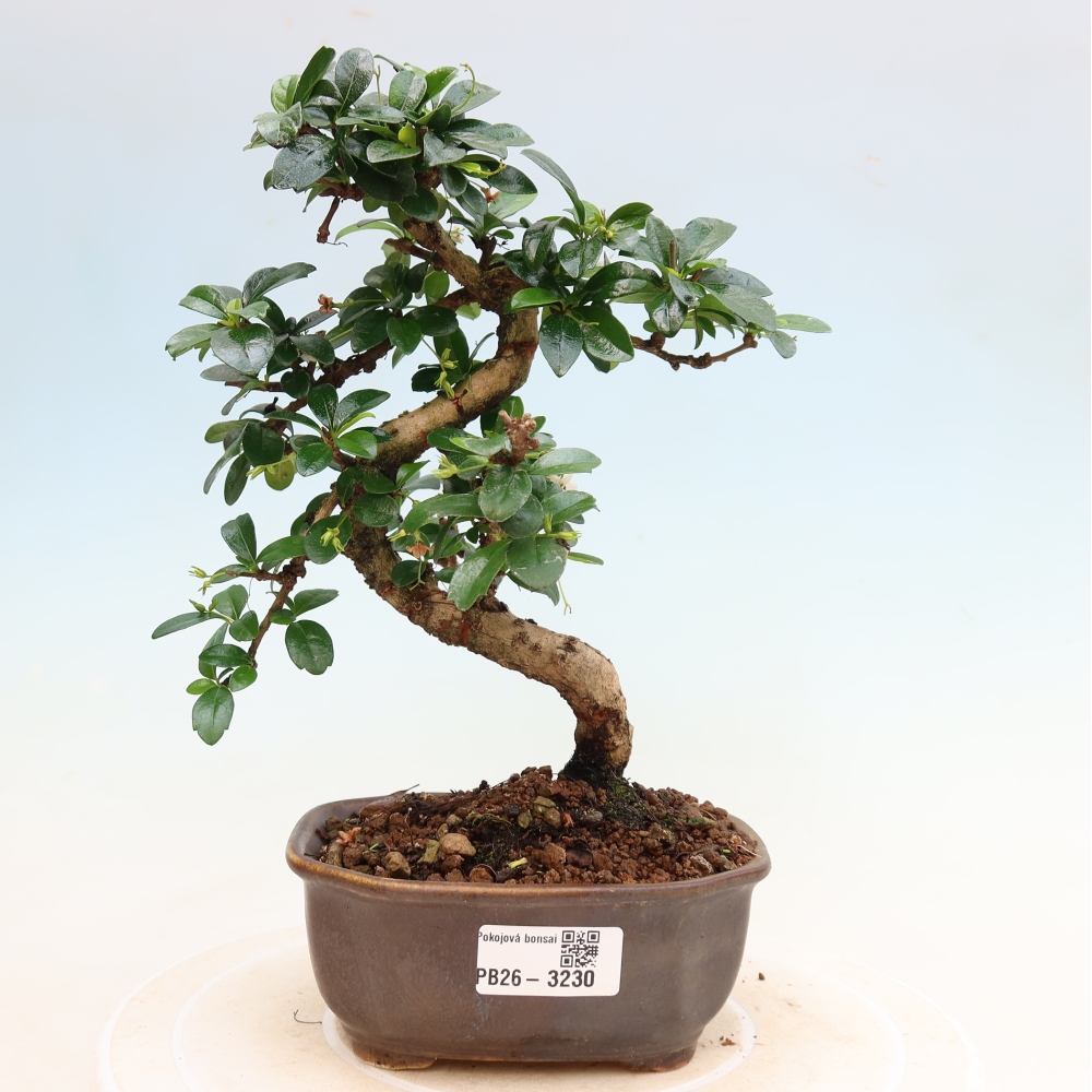 Izbové bonsaje - Carmona macrophylla - Tea fuki