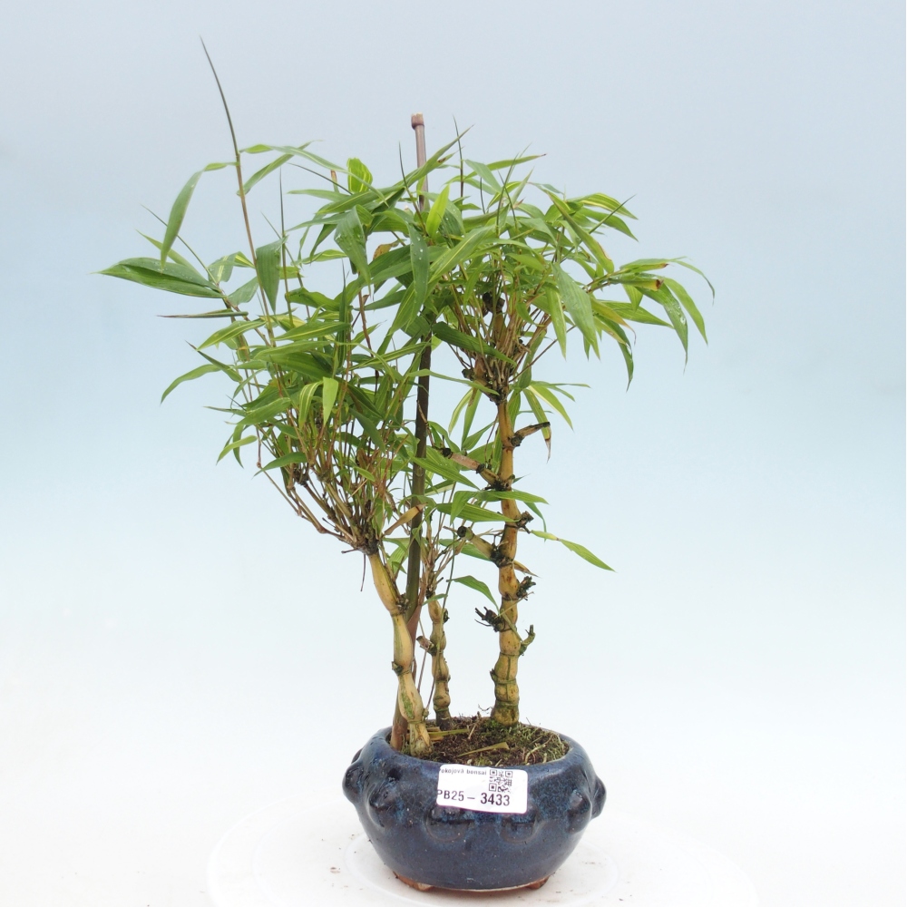 Izbové bonsaje - Bambusové brucho - Bambusové brucho