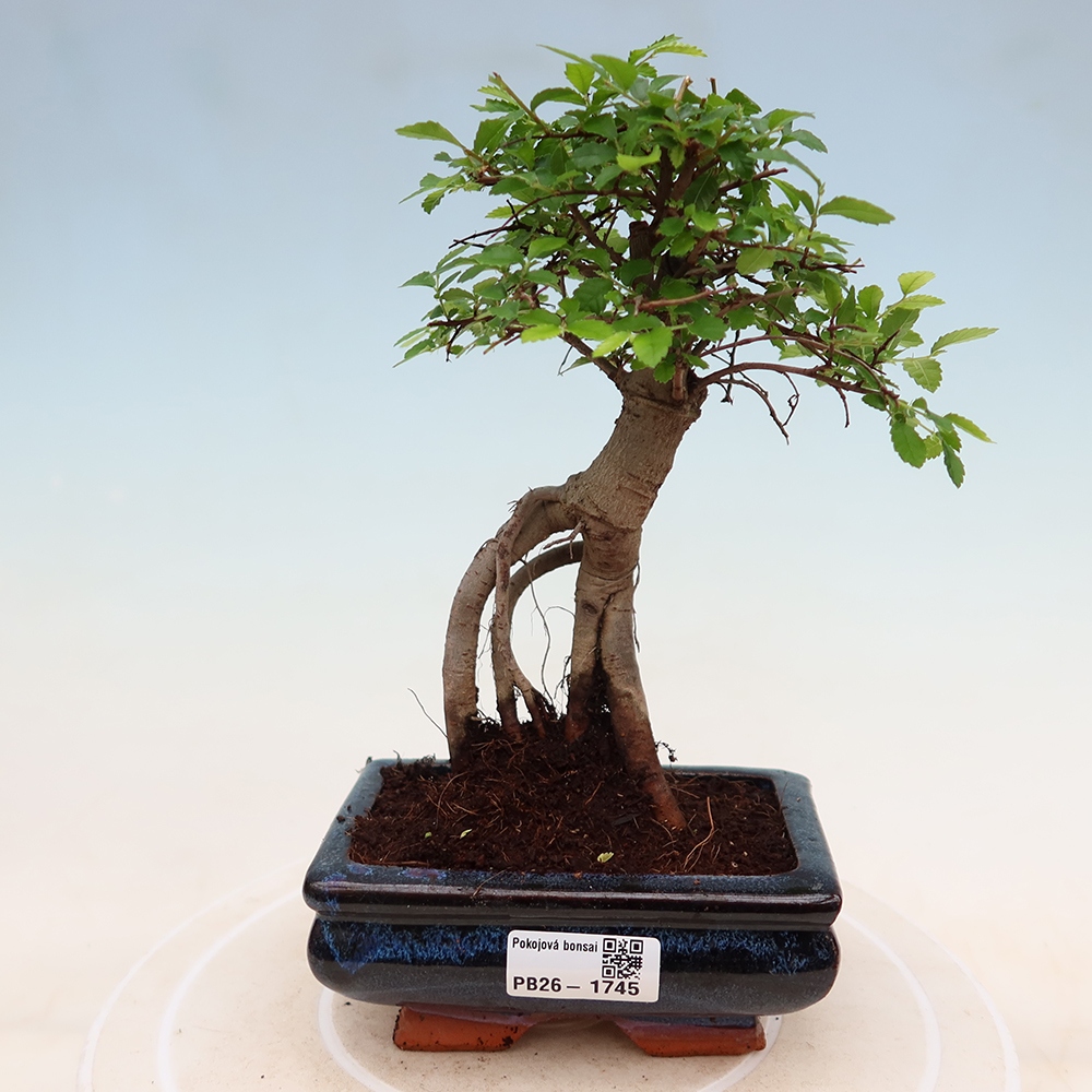 Izbový bonsaj - Ulmus parvifolia - brest malolistý