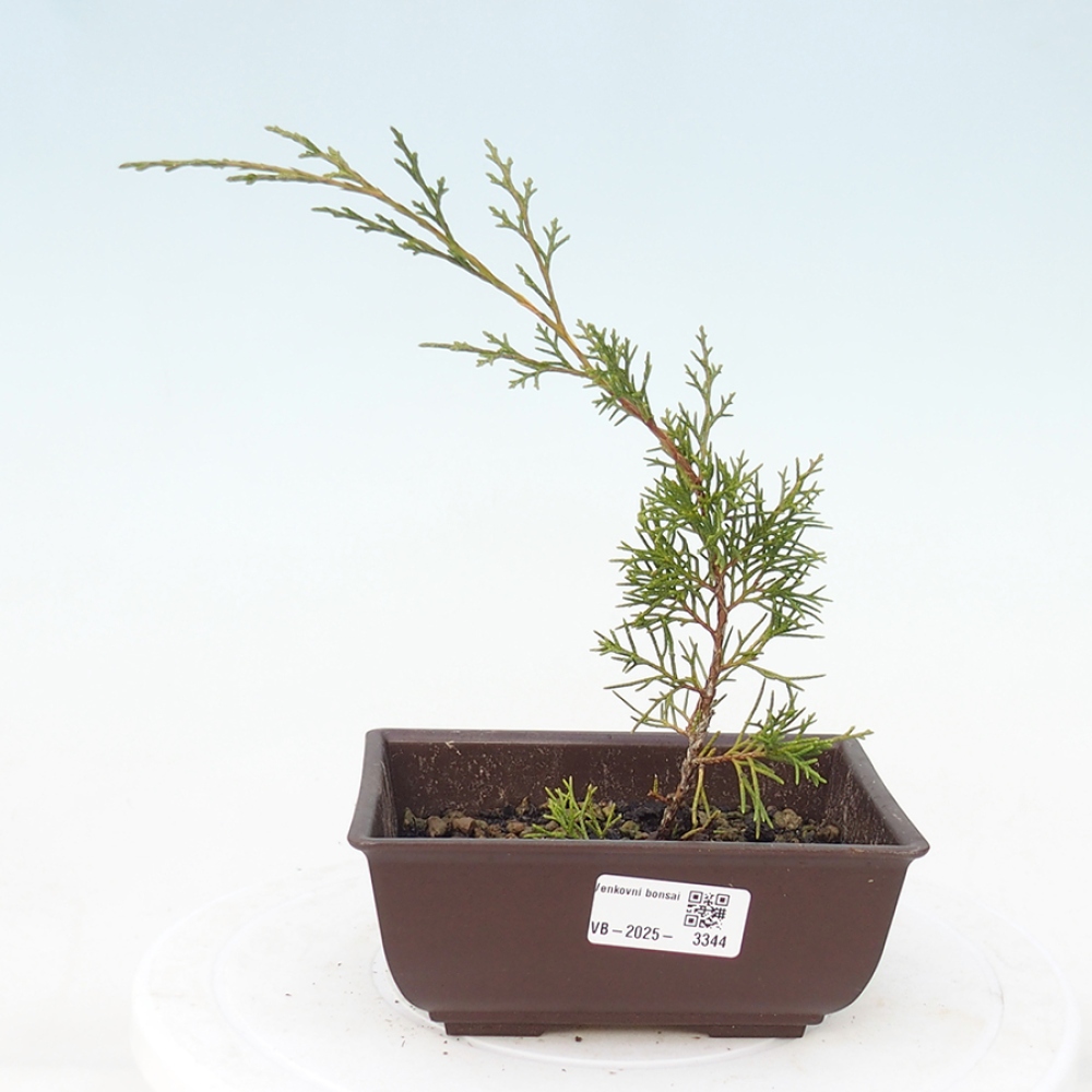Vonkajší bonsai - Juniperus chinensis Itoigawa -Jalovec čínsky
