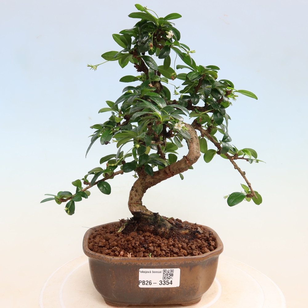 Izbové bonsaje - Carmona macrophylla - Tea fuki